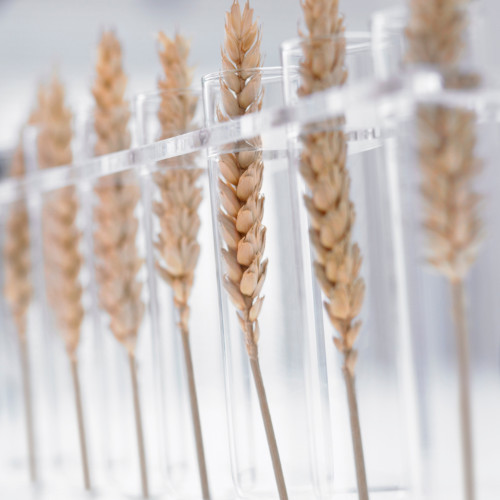 Image for Bayer Crop Science embraces open innovation