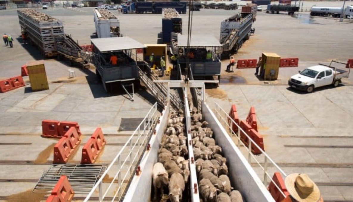 Sheep leaving trucks and entering ships gangplank