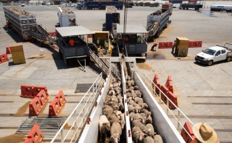 Sheep leaving trucks and entering ships gangplank