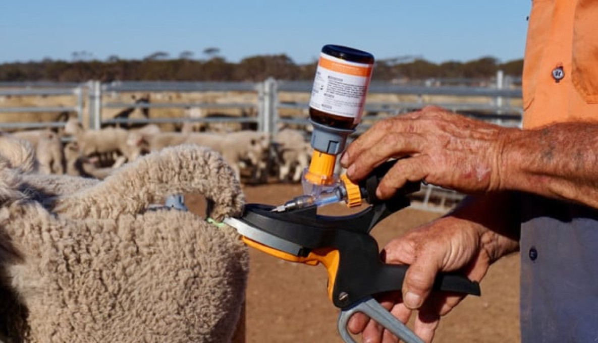 Hands holding Numnuts tool in sheep yards whilst administering a dose to a sheep