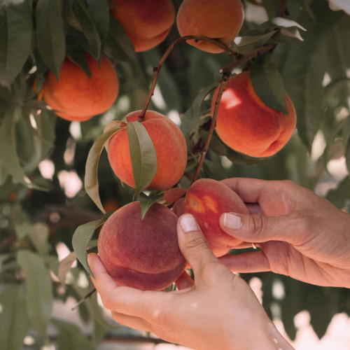 Image for Rubens Technologies takes fruit quality testing to the next level