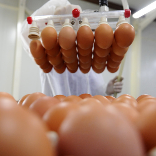 Image for Research shows Australians’ trust and support for egg industry continues to grow throughout pandemic