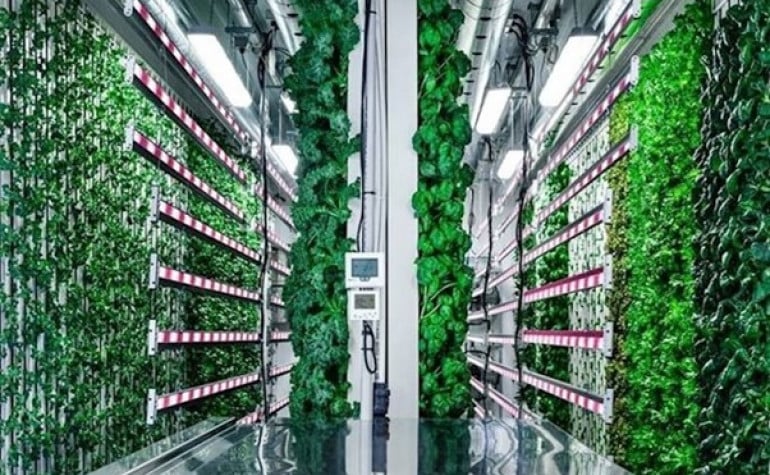 Square-foot containers with multiple of hydroponically grown leafy greens