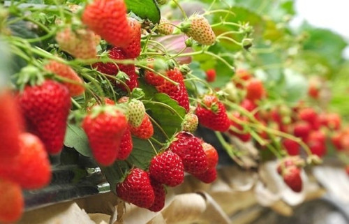 Image for Strawberry breeding program delights tastebuds