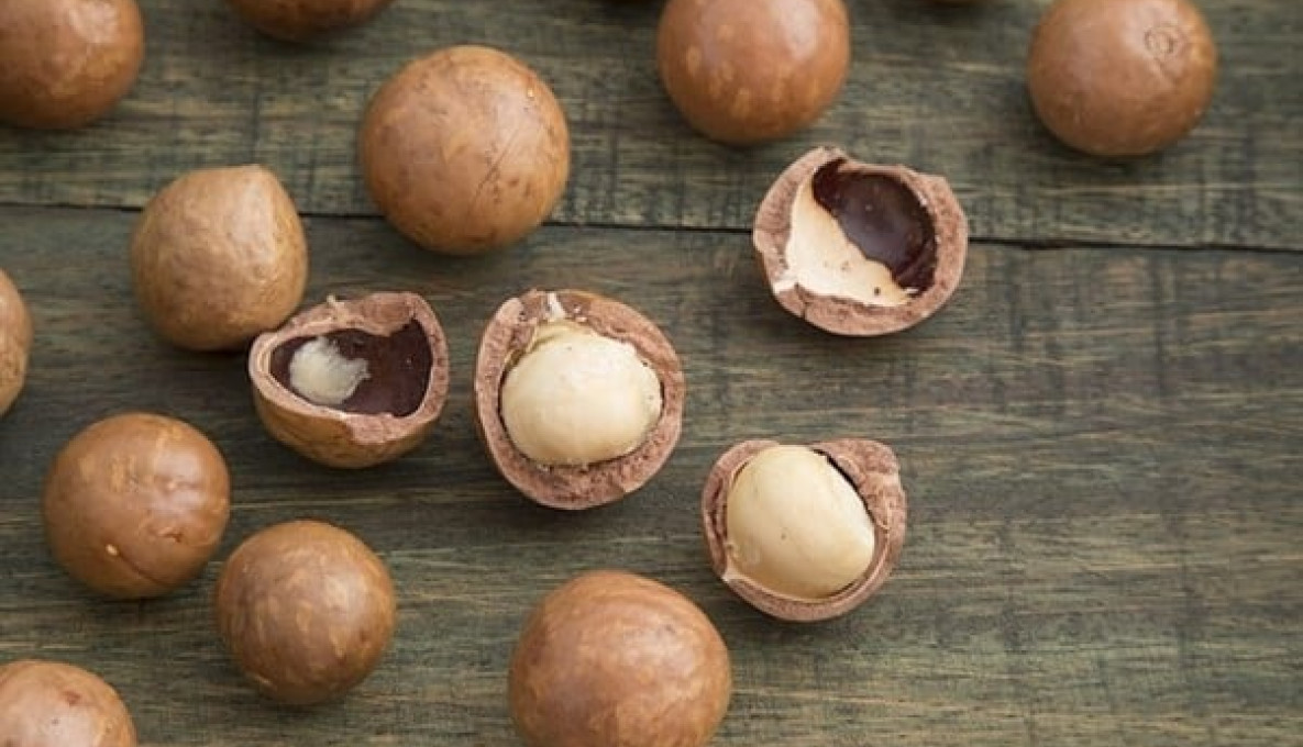 Close up image of Macadamia Nuts some cracked out their shell