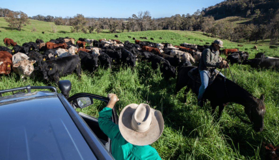 Cattle being herded in a paddock with a farm on horseback and in a vehicle
