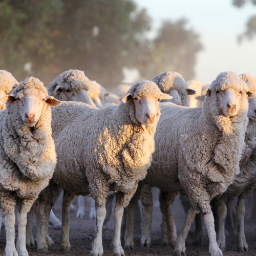 Image for Two-part shearing solution geared to elevate wool industry, ready for investment