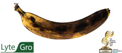 Logo for LyteGro: Partnering opportunity - turning waste bananas into liquid gold