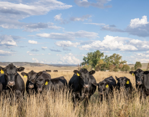 Image for NSW DPI: 3D imaging of live cattle to increase profitability - Licensing opportunity