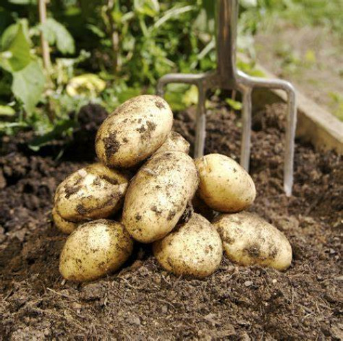 Image for Zondii: seed potato growers and certifiers - trial partner