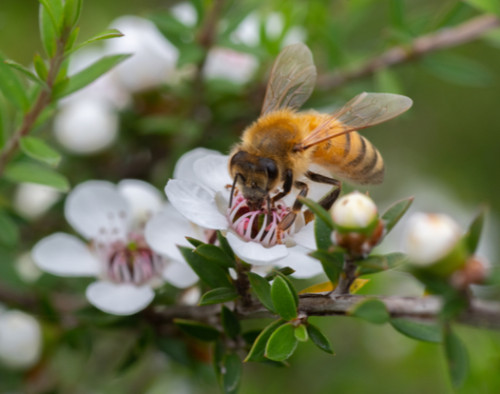 Image for Elite genetics for Manuka honey and essential oil production
