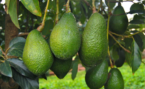Image for World-first yield forecasting technology offers avocado growers 93% accuracy