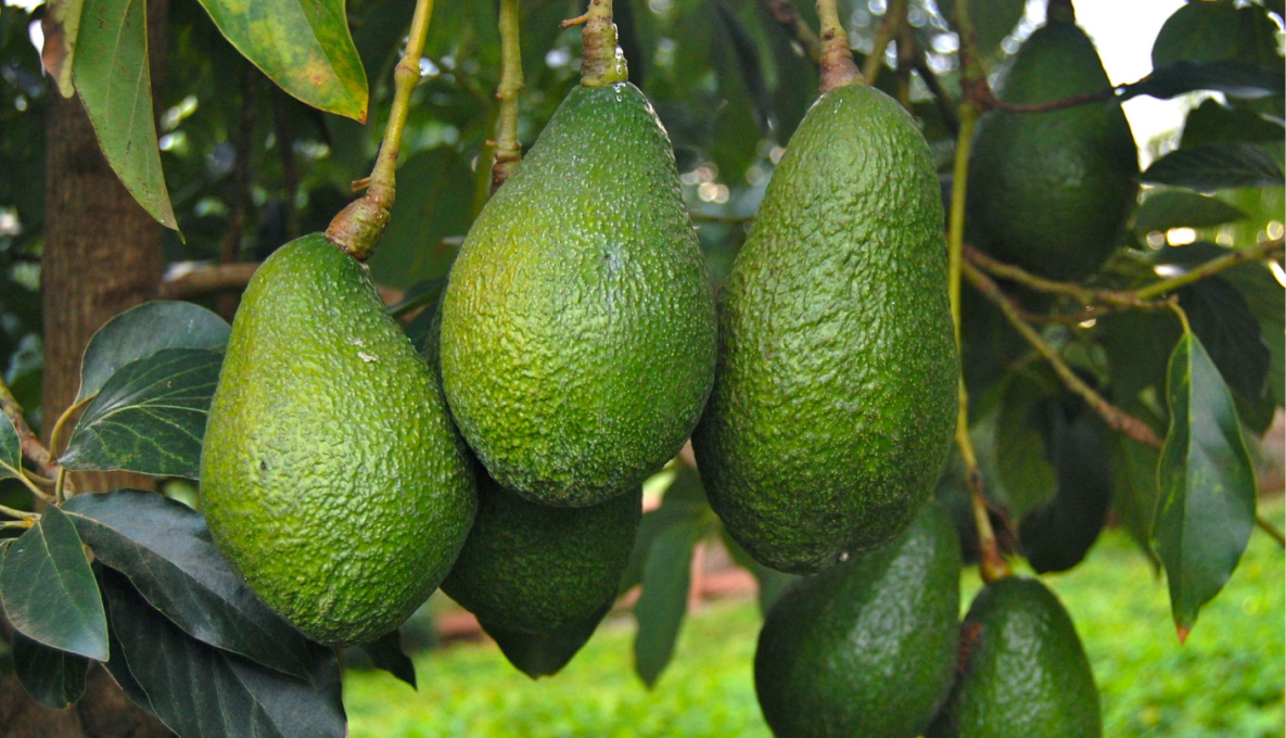 Close up image of Avocados growing on a tree