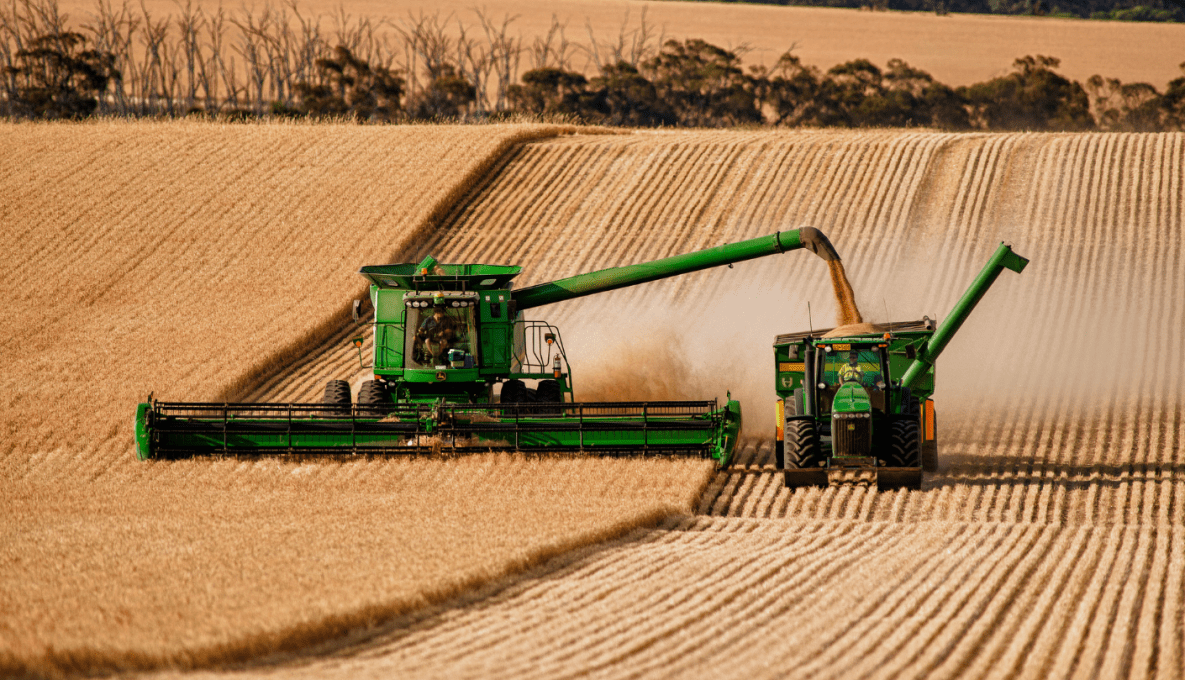 Header working in a crop filling a chaser bin with grain
