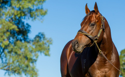 Image for Novel fertility device set to drive value for thoroughbred breeding