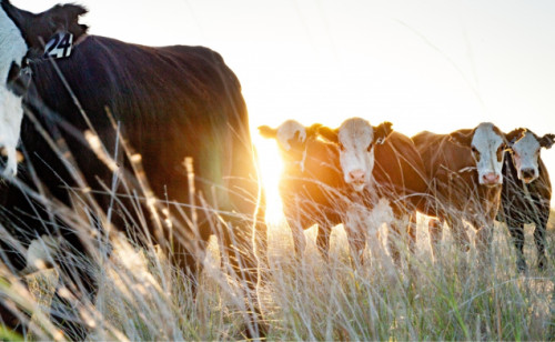 Image for Investing for impact for Australia’s red meat sector