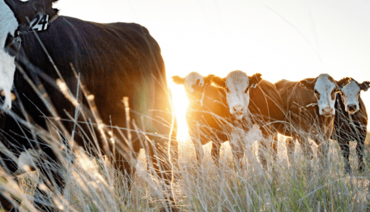 Close up of a head of cattle in a paddock with sunlight
