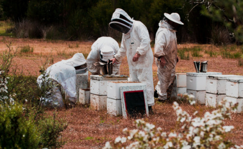 Image for World-first program delivers elite genetics for Manuka honey and oil production