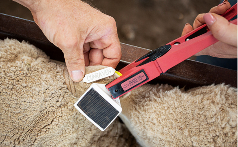 Hands fastening wearble tech to sheep's ear