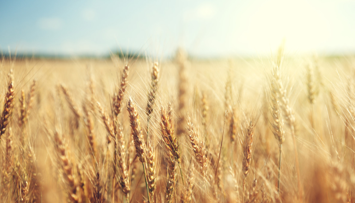 Ears of wheat in crop
