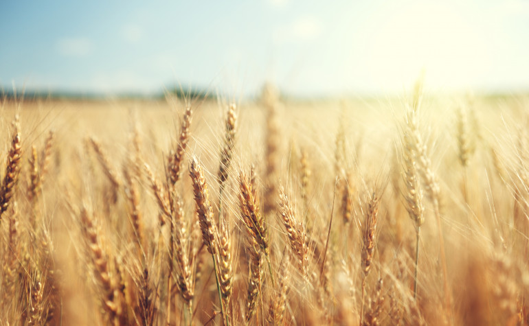 Ears of wheat in crop