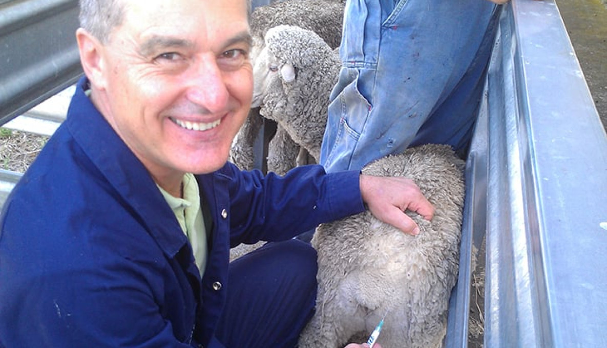 Tony Vuocolo in sheep yards holding a syringe up to a sheep
